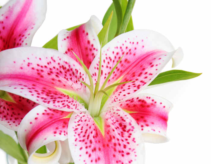 Different Types of Lilies and How to Grow Them Dengarden