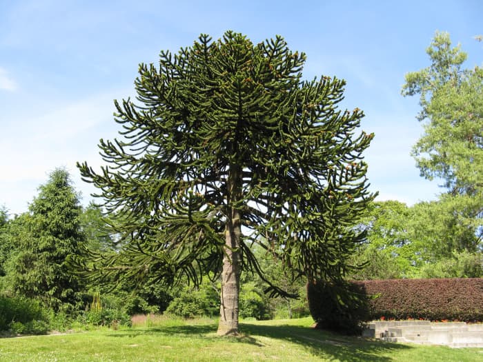 A young monkey puzzle tree in a botanical garden in British Columbia; the appearance of the tree changes as it matures