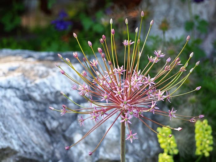 Hair alliums look like fireworks to me. They add interesting texture to your garden.