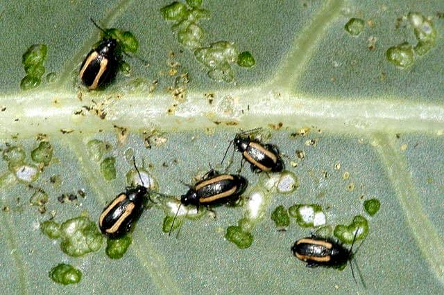 How To Get Rid Of Flea Beetles Dengarden 5460