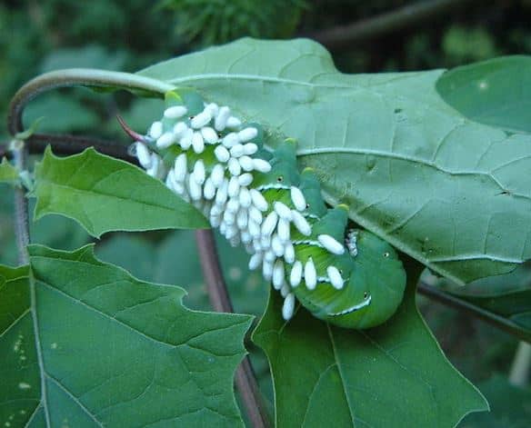 A parasitized hornworm. The white grains on his back are the eggs of a parasitic wasp.