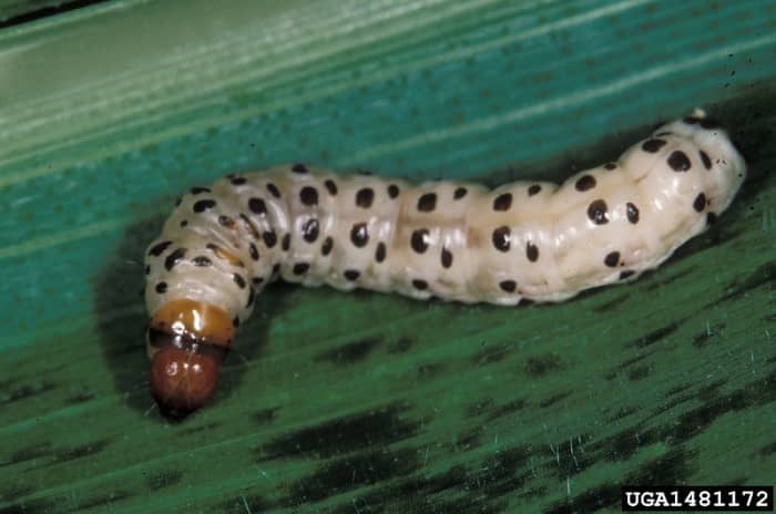 how to get rid of borers on african corn lily flower