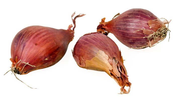 Shallot bulbs also called cloves like garlic. Plant them with the roots downwards and the pointed end facing upwards.