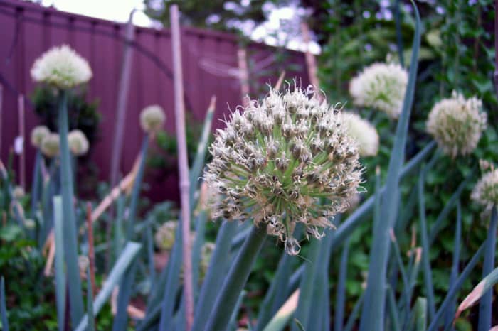 Flowers should be removed to encourage bulb production rather than seed production.