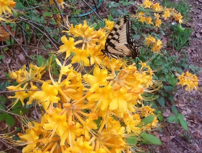 A tiger swallowtail butterfly drinks nectar from a golden flame azalea.