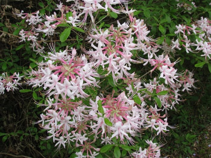 Clusters of sweet-scented flowers cover a native honeysuckle azalea bush (Rhododendron canescens).
