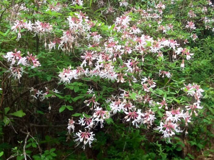 Piedmont native azalea: This pink variety is a wonderful addition to the wildlife garden.