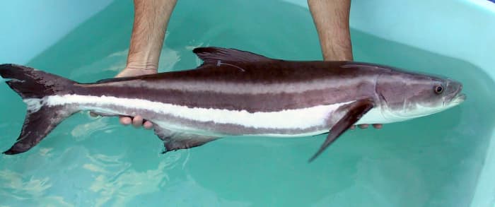 Cobia förväxlas ofta med hajar när de ses ovanifrån på grund av den mörka färgen och formen på huvudet.