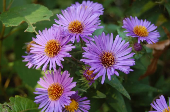 How to Grow Asters for Fall Color - Dengarden