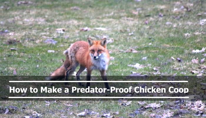 This fox frequently investigates our coop to see if there is a way in. Our chickens are safe from it due to the extra measures we've taken to secure the coop.