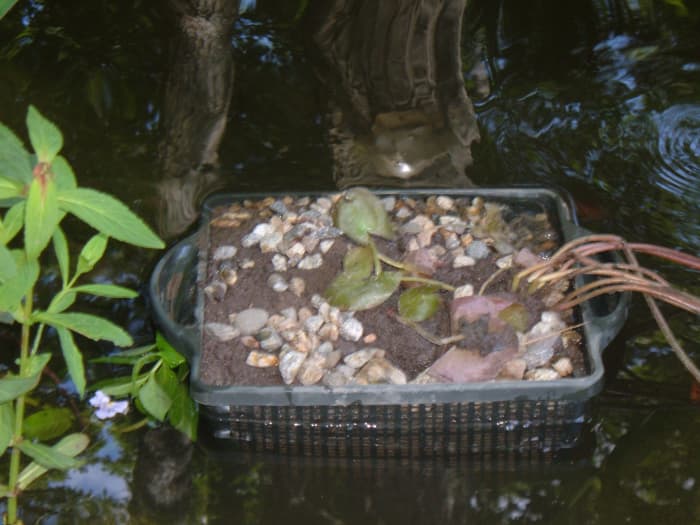 How To Pot Plant Divide And Grow Water Lilies Dengarden