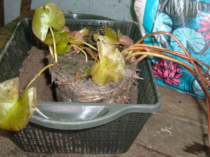 How to Pot, Plant, Divide and Grow Water Lilies Dengarden