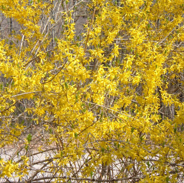 The First Blooms of Spring How and When to Prune