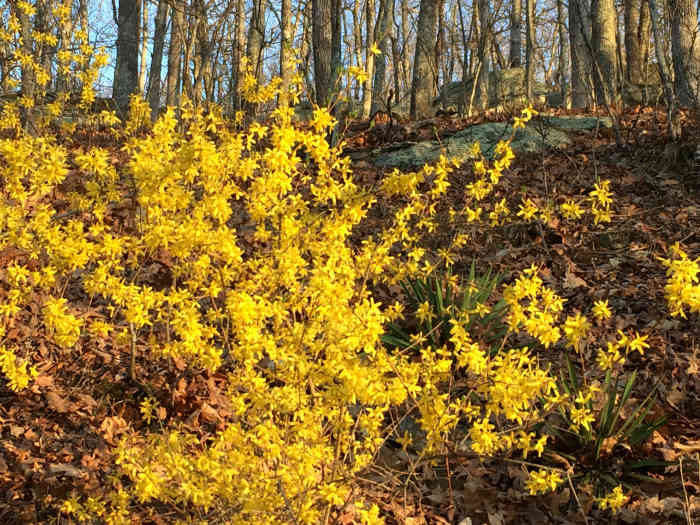 The First Blooms of Spring How and When to Prune