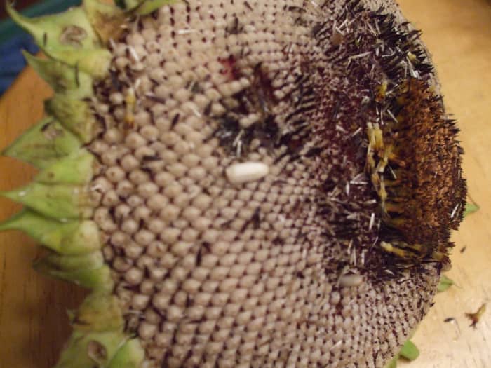 This one's not ready either: Observe the single seed pulled out to show that its shell is all white.