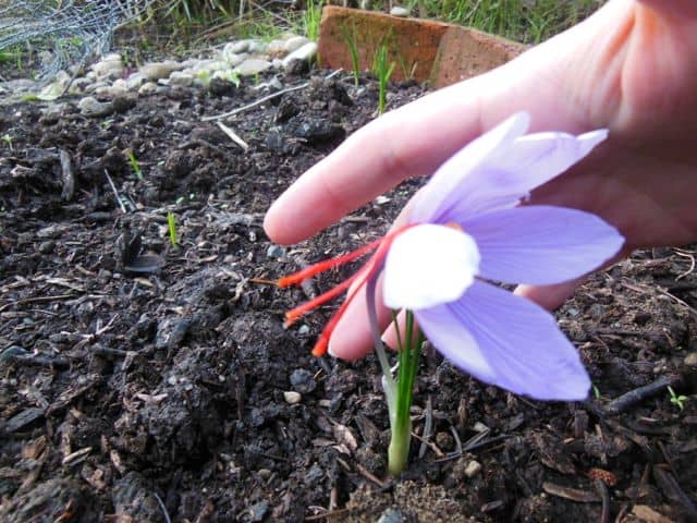 This is a saffron crocus blossom. By following this guide, learn how you can grow saffron too.