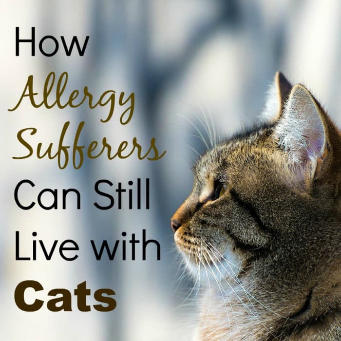 Do you have cat allergies? Don't despair just yet. You don't have to give up your dream of having your own furry friend!