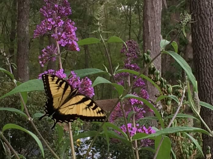 Butterfly bushes attract many different types of butterflies, like this Tiger Swallowtail butterfly.