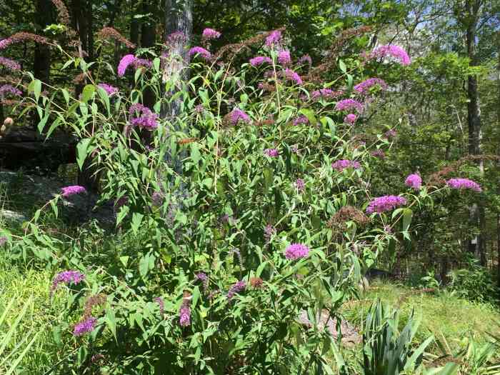 How and When to Prune Buddleia Butterfly Bushes to Attract More