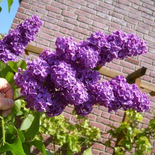 Lilas pourpres en fleurs