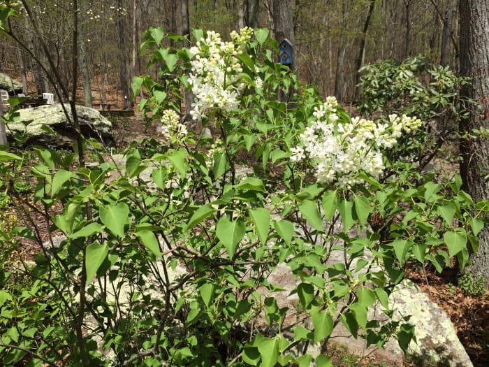 Lilas en fleurs dans notre jardin.