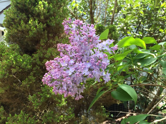 Le printemps éclate avec de grandes et belles fleurs de lilas pourpres.