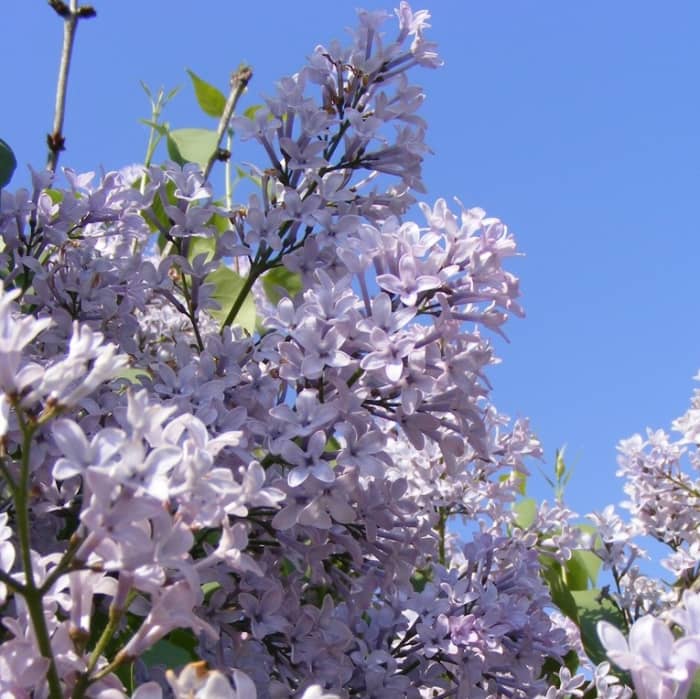 Lovely Lavender Lilac Blooms