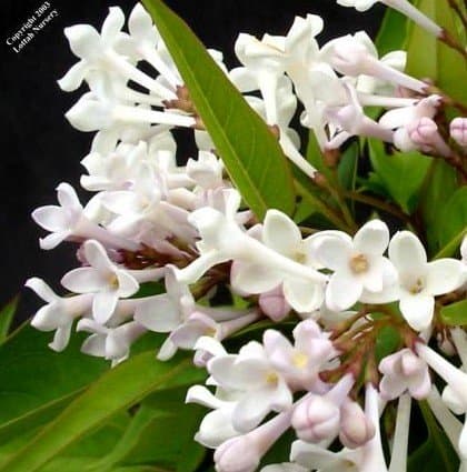 Belles fleurs de lilas blanc