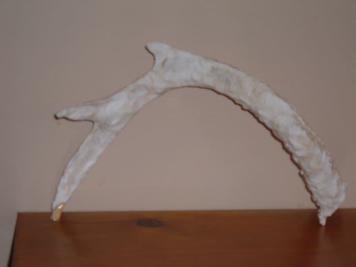 shed-hunting-how-to-find-deer-antler-sheds-skyaboveus