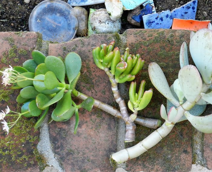 These are three cuttings snapped off at a junction. Before planting let the ends dry up to encourage new root growth.