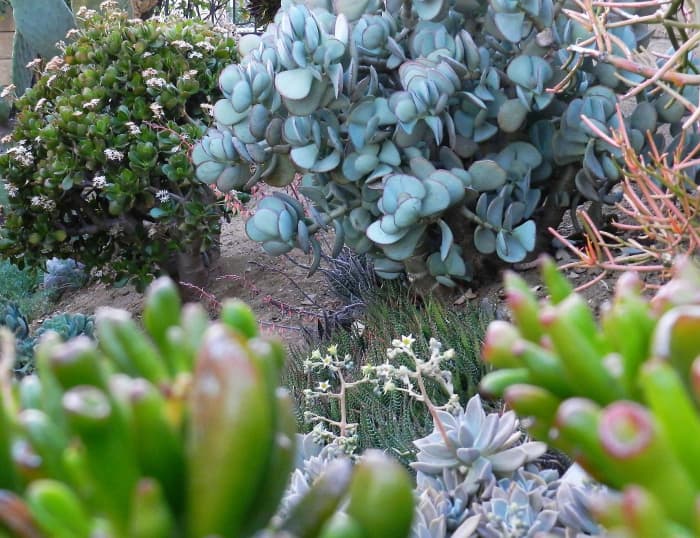 3 different jade plants: The dark green on the left is the well-known type in winter bloom; the blue to the right is called silver jade, and the out-of-focus green in the front are gollum.