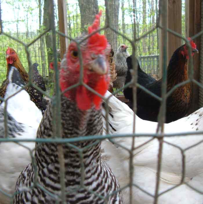 How to Care for Chickens in Cold Weather PetHelpful