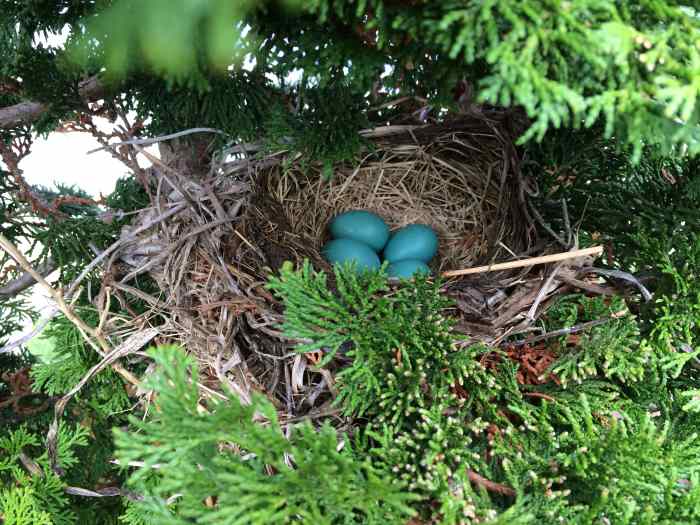 Living With Nature How to Create a WildlifeFriendly Garden Dengarden