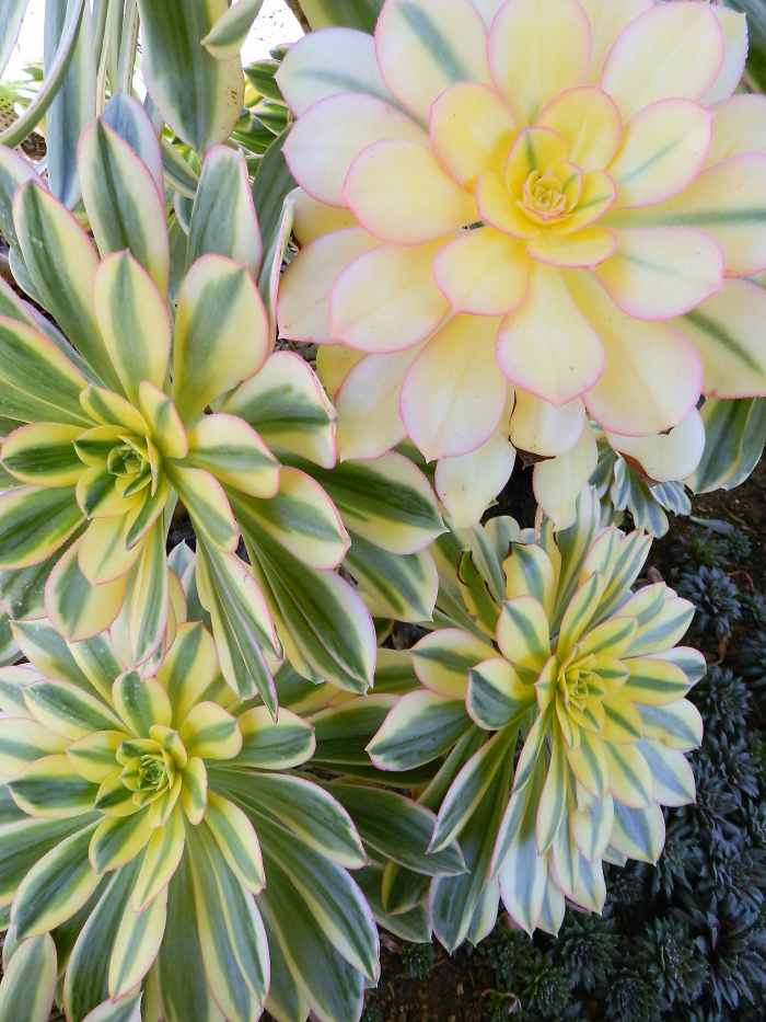 Grow Aeonium arboreum 'Sunburst' in Your Succulent Garden Dengarden