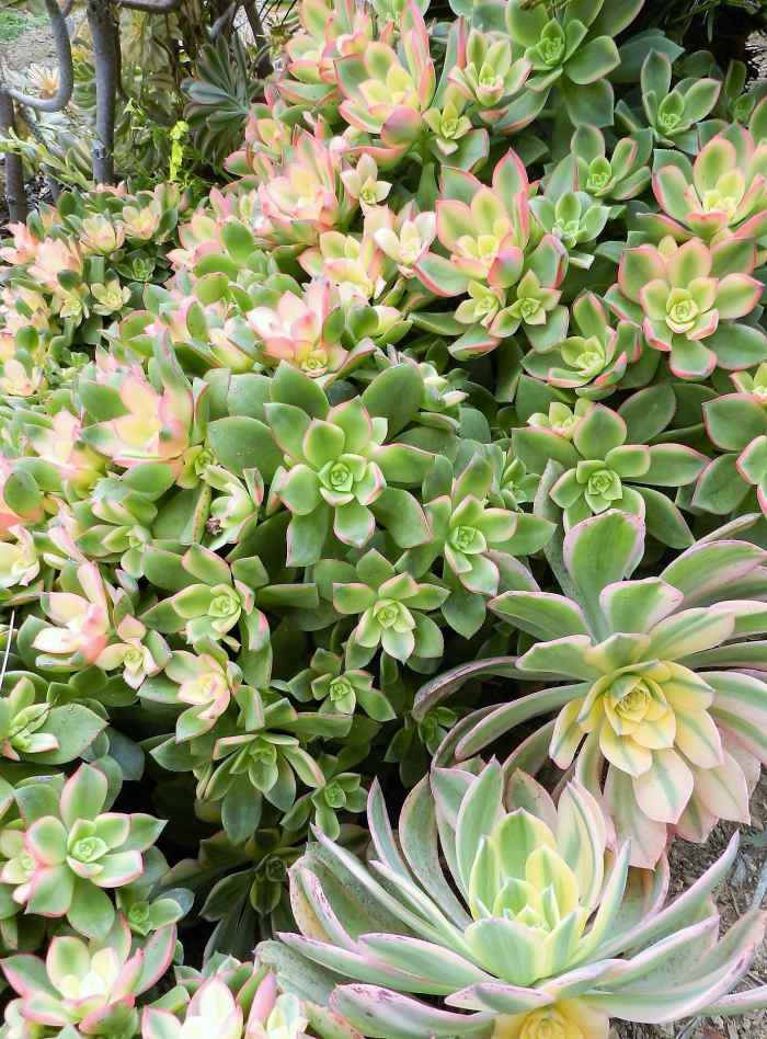 Grow Aeonium arboreum 'Sunburst' in Your Succulent Garden Dengarden