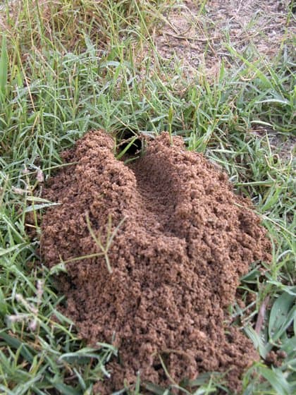 For a higher chance of success, wait until the evening to approach cicada killer burrows. The wasps will be out during the day to hunt.
