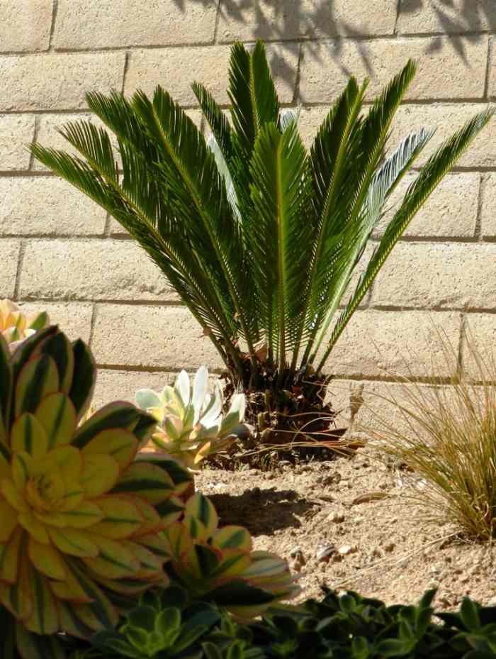 How to Care for a Sago Palm (and Why They Are So Difficult) - Dengarden