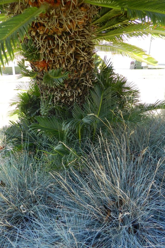 Note the pups growing at the bottom and at spots higher up. Take caution to not let them grow for too long.