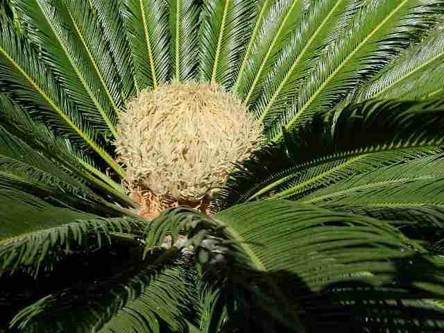 How to Care for a Sago Palm (and Why They Are So Difficult) - Dengarden