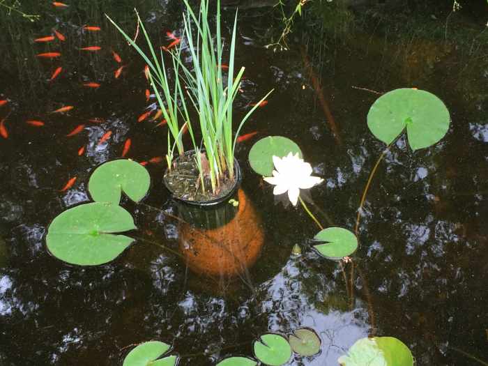 How to Winterize Your Pond A StepbyStep Guide Dengarden