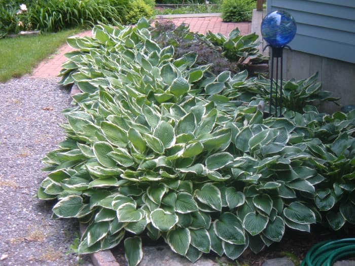 This mass planting is prime for dividing. This photo was taken in early summer when the plants are at their peak and though I could divide them now, I'll wait until next spring.