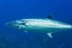 A king mackerel swimming. Notice the "drop" or jag in the "lateral line" on the side of the fish. This is the surest way to tell the difference between a juvenile king mackerel and a Spanish mackerel.