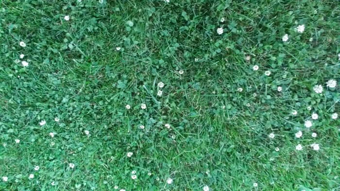 Since I have a dog and grandchildren living here, we opted for a blend. The grass turf is good for traffic areas, and the deep-rooted clover aids in less watering. And it's pretty, too.