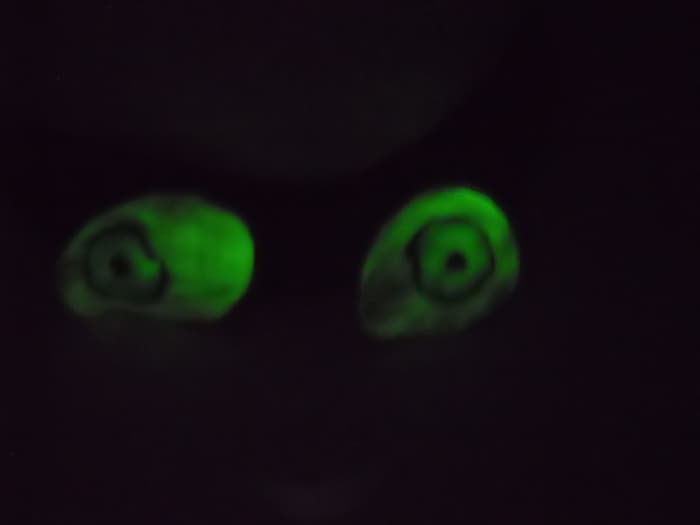How to Make Glowing Eyes for Halloween Holidappy