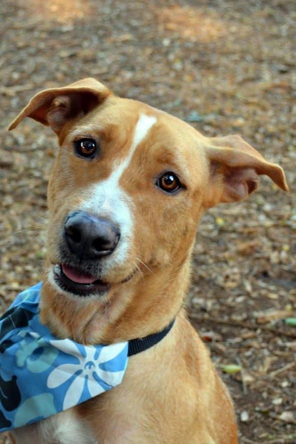 Lovely Cinderella at the Hawaiian Humane Society wearing her dog bandana!