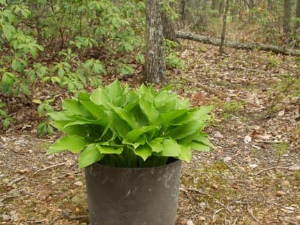 Day 28 was on April 19. The longest leaves measured 12 inches. Is it finished? It seemed to be, but we'll see.