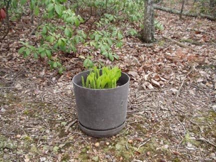 hosta sprouts sprouting