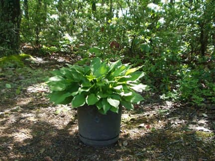At day 35, the leaves were 14 inches long (I'm sure some were longer), and the hosta spanned 2 feet wide. I think it was finished growing for this spring.