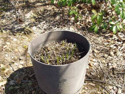 On day 1, the hosta sprouts were just coming through the soil. We were having a warm spring in Virginia, so it sprouted early this year.