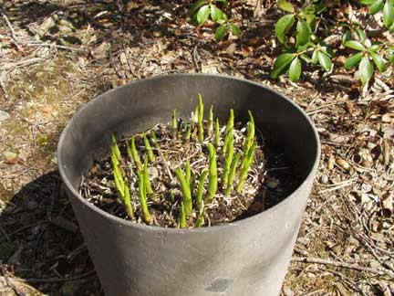 On day 7, I started measuring the sprouts, and they were an average of 3.5 inches tall! There was a big growth spurt, probably due to the rain we'd been having.